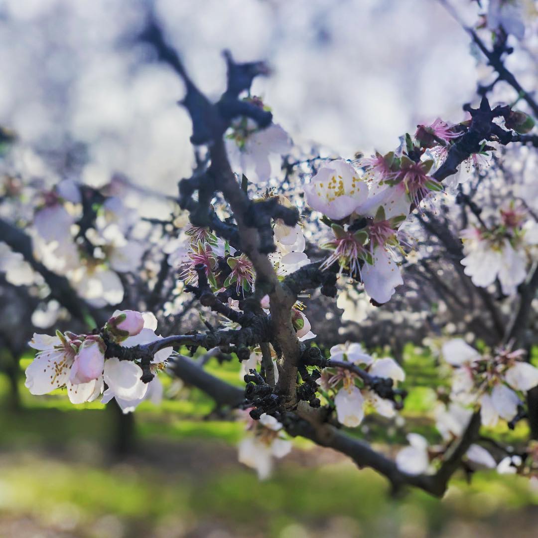 AffordAutoChico's tweet photo. One of our favorite things about #Spring in our area? The #beautiful almond blossoms! 🌸
#ChicoCA #DurhamCA #nature 

{pc: @ap.photography1 via Instagram} https://t.co/RkTSZC1dKW