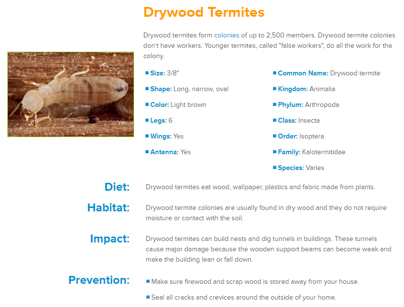 GeffroyTermite's tweet image. #PestProtection #TermiteProblem #TermiteControl