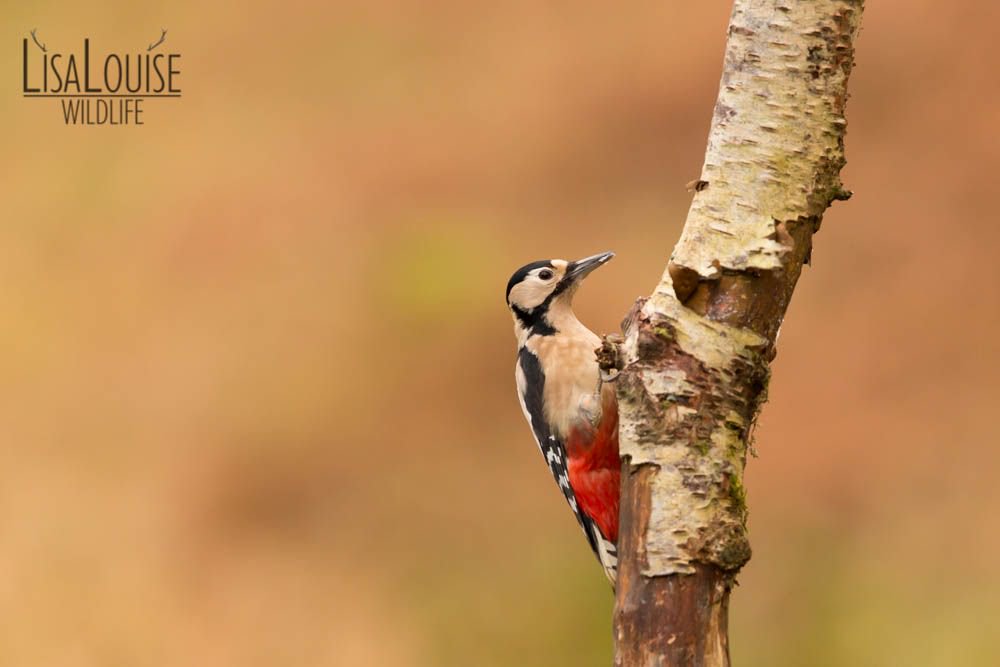 LisaLouiseG's tweet photo. Great spotted Woodpecker (Dendrocopos major) 

I do post more on instagram right now at @lisalouisewildlife if anyone wants to see more of my images and daily goings on https://t.co/sfvgfVN43Q