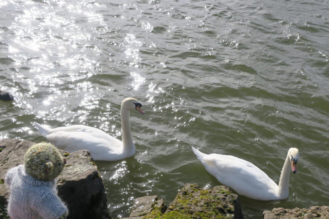I saw the swans that Pru <a href="/PruFur/">Pru Dinker</a> floated with. They are big and look so cool. #FromAmbrose #KnittedBears #FurryTails