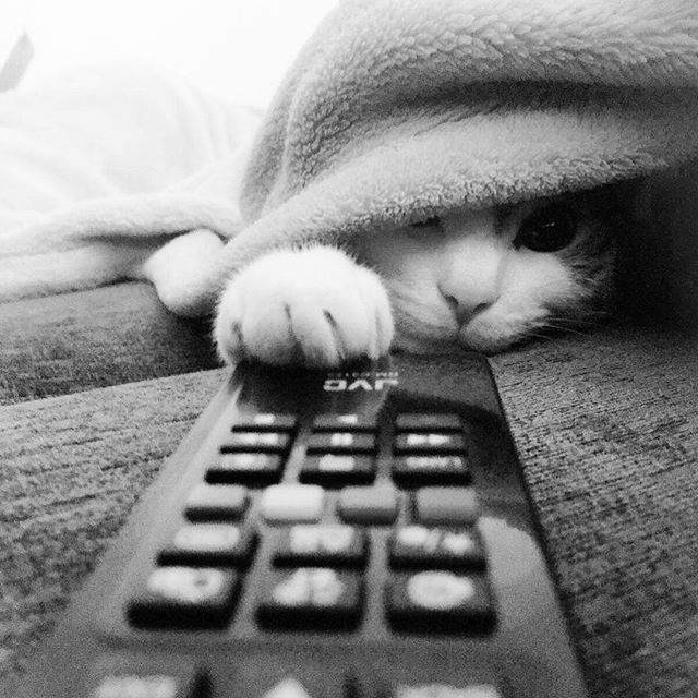 LaurenyLoves's tweet photo. When Dobby builds himself a blanket fort and takes control of the remote!
.
.
#catsofinstagram #tabbycat #tabbycats #tabbycatsofig #tabbycatsrule #tabbycatsofinstagram #tabbycatsunited #tabbycatsrock #tabbycatsclub #tabbycatsofinsta #mackereltabby #macke… https://t.co/nAwkT97Pfb https://t.co/HGkhCDEw6Q