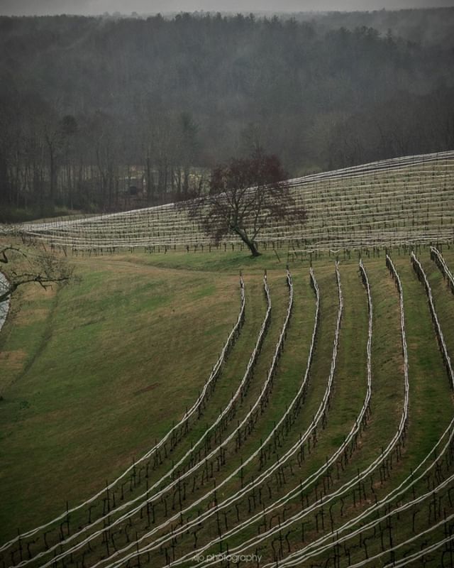 Rainy afternoon in Georgia wine country...⁣
\\⁣
.⁣
.⁣
⁣#depthsofearth #roamtheplanet #mountainstories #takemoreadvendtures #outside_project #forest_captures #stayandwander #modernwild #outdoortones #discovergeorgia #mountaingetaway #winecountry #… bit.ly/2Uvr0bH