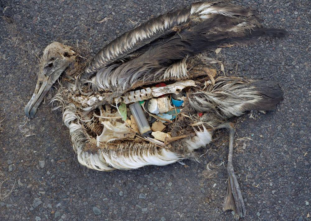 plasticorplanet's tweet photo. #Numberoftheweek: 98
Can you imagine that 98% of albatross have ingested some kind of plastic debris?! #Plastic that we dump without thinking about where it might end up. Time to #TakeAction and act responsible.
#plasticpollution #plasticfree #savetheplanet https://t.co/EALS8TaNQs