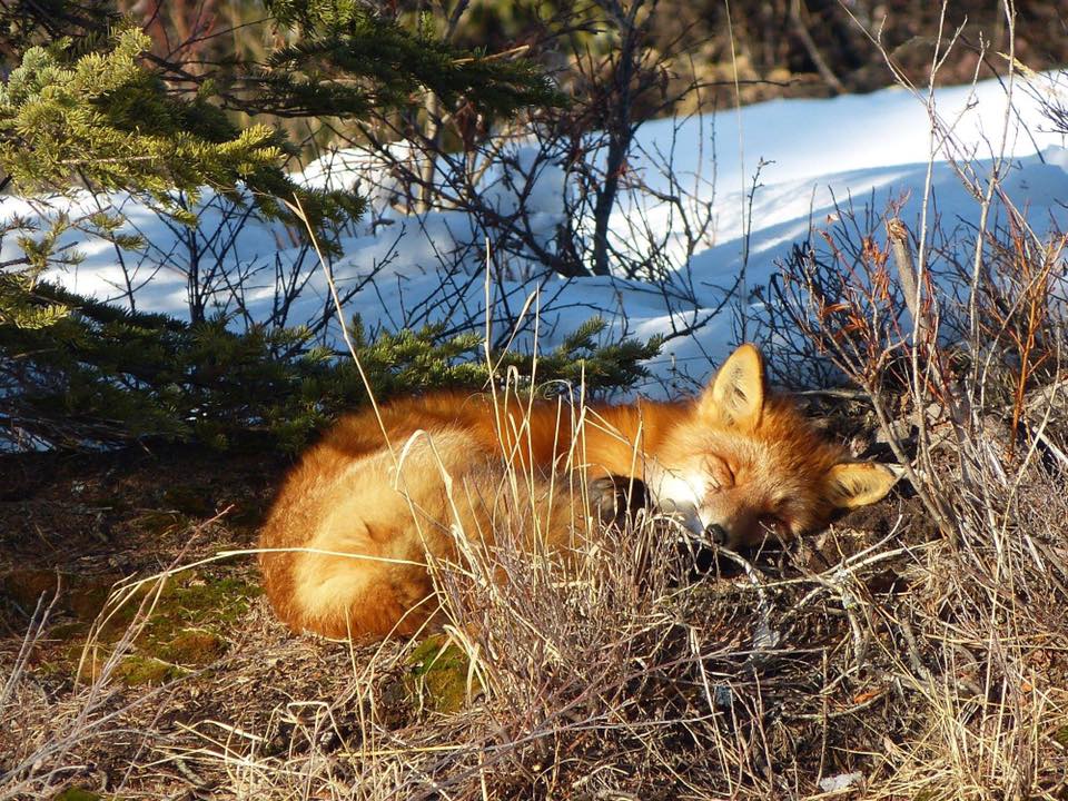 NatlParkService's tweet photo. That moment when you have so many things to do...so you decide to take a nap instead. 

What does the fox say? Nothing. The fox is napping. 💤

Image: Snoozing fox at @LakeClarkNPS/J. Mills

#NationalNappingDay #FindYourPark https://t.co/4czVmCC1Xf