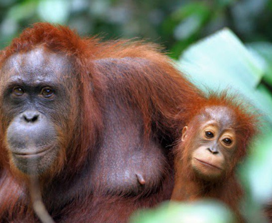 Time for action dear <a href="/MAC_europa/">Miguel Arias Cañete</a> <a href="/MalmstromEU/">Cecilia Malmström</a> @TimmermansEU <a href="/MartinSelmayr/">Martin Selmayr</a>. Time to stop #palmoil in #biodiesel. Respect the will of European citizens to protect precious forests and wildlife. FIX THE DELEGATED ACT #NotInMyTank