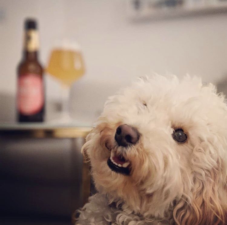 A Review By Brew tweet media