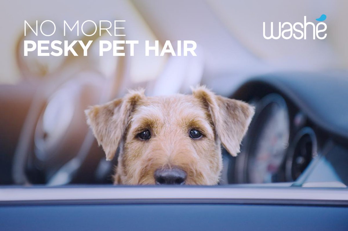 WasheApp's tweet image. Dealing with pesky pet hair? 
Upgrade your package to include our pet hair removal.