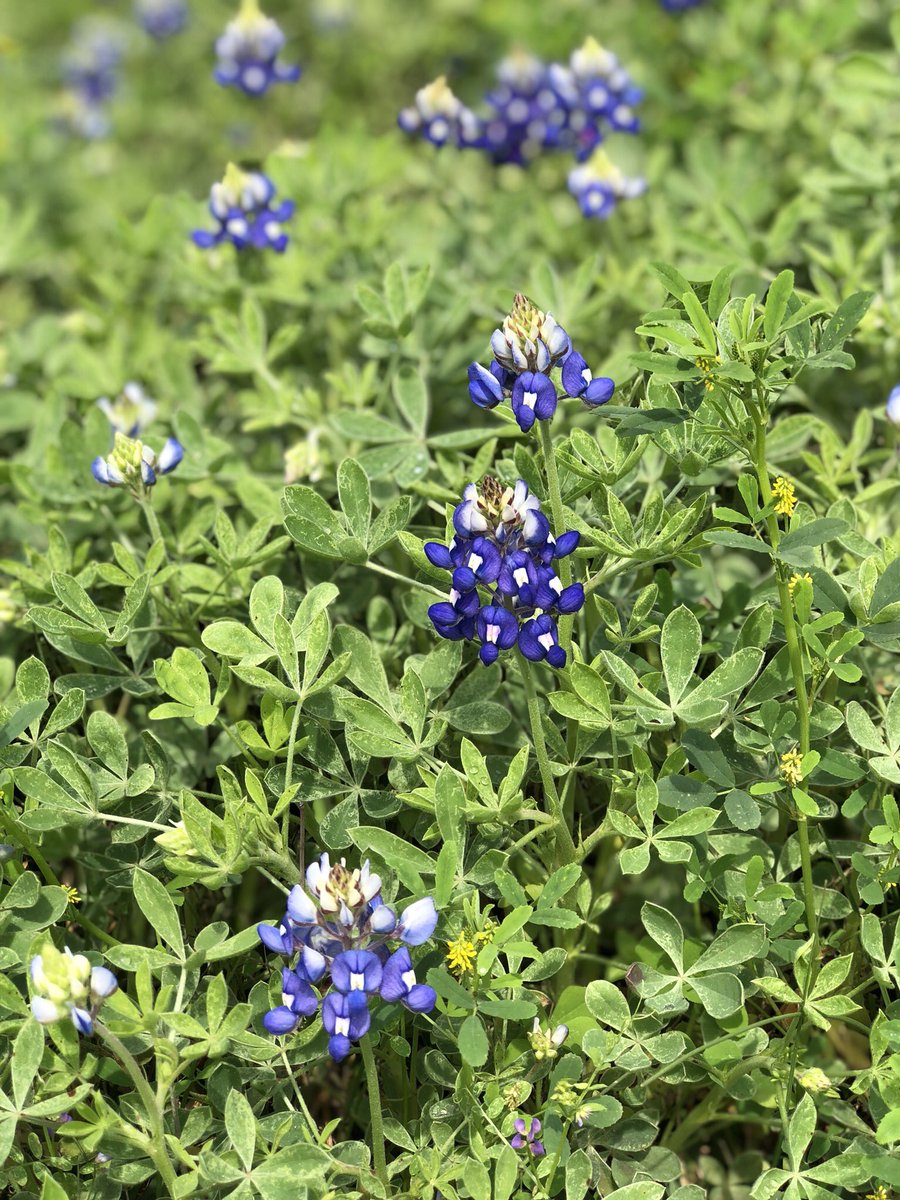 InquiringBunny's tweet photo. I’m excited for spring break and seeing #Bluebonnets !!!!! https://t.co/zO2p7G74yW