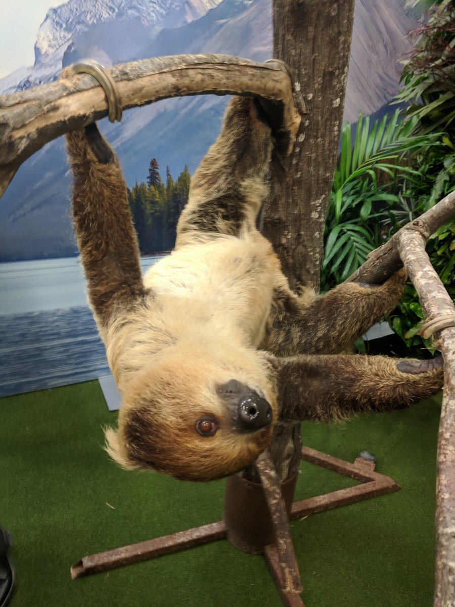 A two-toed sloth hangs from a tree in the SXSW trade show.