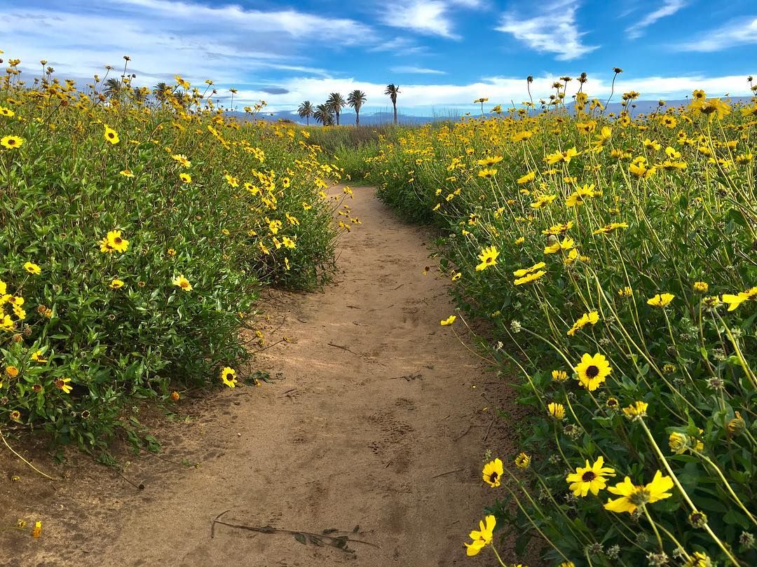 Thank you for the important message!

#Repost @ hikebeyondthehills IG
•  •  •  •  •⠀
🌼🌻 After so much ☔️, wildflowers are blooming! California Superbloom has commenced. .⠀
Keep it beautiful as you found it. Stay on the trails. Don’t pick the flowers. Leave no trace.