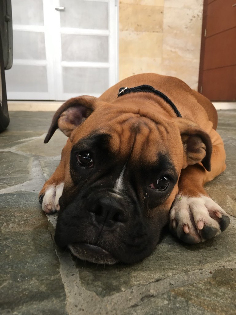 isoesp's tweet photo. Mi perrita estaba en un tratamiento con antibiótico, se nos acabó el medicamento y no consigo donde comprarlo debido al apagón, si pueden ayudarnos.  #venezuela  Floxsil Suspensión https://t.co/pwQLvfwZBd