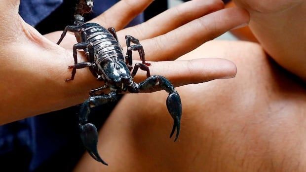 ChrisTse_'s tweet photo. So much for snakes on a plane... #nopenopenopenopenope
'Oh, my God, something bit me': Scorpion stings student on Toronto to Calgary flight https://t.co/qOPRYt31yC https://t.co/bG2OXqU62D