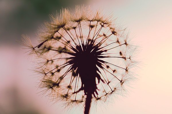 New artwork for sale! - "Dandelion Glow" - fineartamerica.com/featured/dande… <a href="/fineartamerica/">Fine Art America</a>