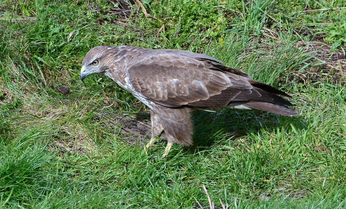 This has to be the most obliging buzzard that I have ever come across. @_WildlifeUK_ <a href="/DerbysWildlife/">Derbyshire Wildlife Trust</a> <a href="/BBCSpringwatch/">BBC Springwatch</a> @BBCCountryfile