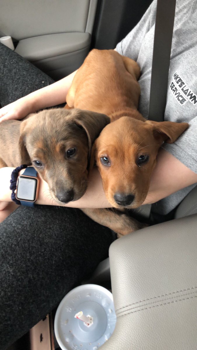 MARIASCULLY's tweet photo. Introducing Leggo and Ruby our adorable and lovable fosters who need a forever home!!!!❤️❤️❤️❤️❤️ https://t.co/nDgDYaKcBp