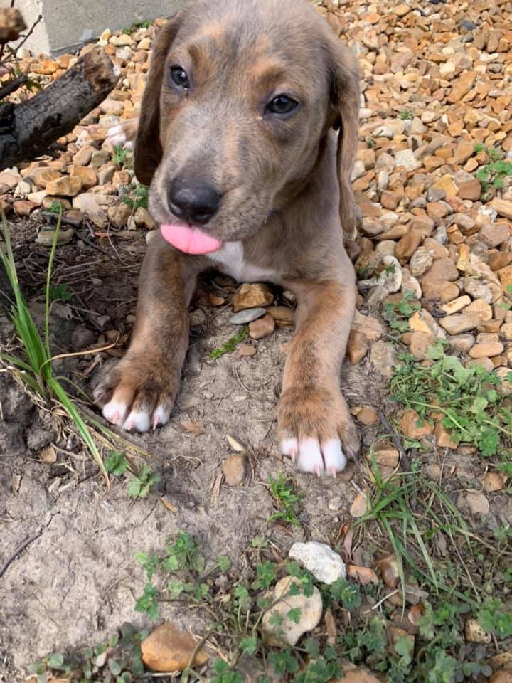 MARIASCULLY's tweet photo. Introducing Leggo and Ruby our adorable and lovable fosters who need a forever home!!!!❤️❤️❤️❤️❤️ https://t.co/nDgDYaKcBp