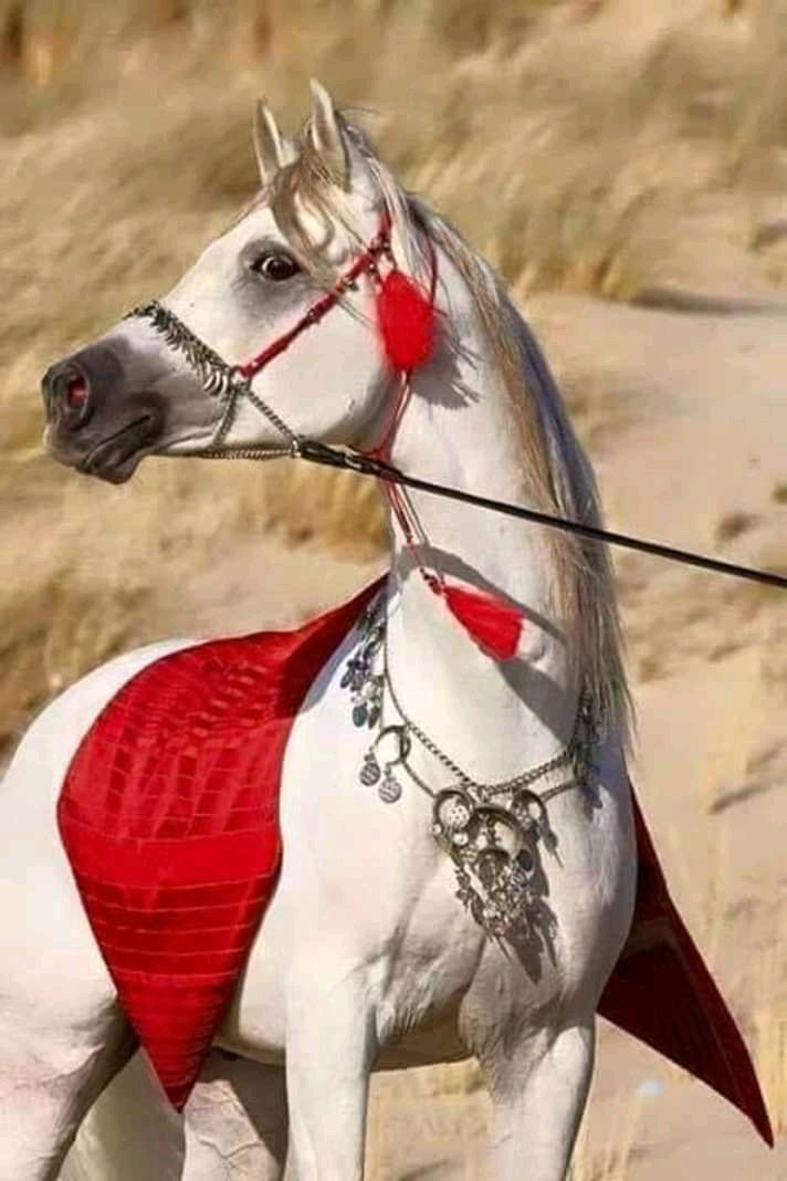 صباح الخير علي الجميع