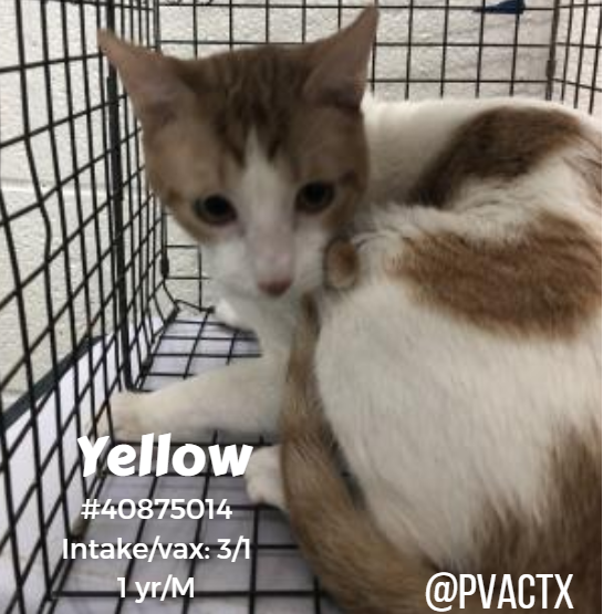 brendaoncats's tweet photo. #TX #cats RT@SandraK93322487  Please tell everyone we are here in #KillAnimalCenter #PalmValley #Edinburg &amp; are on #KillList 03/19 😱😩And if they say it , they mean it ...rescue@pvactx,org before 8am with PetID &amp; your ☎️ https://t.co/mOfFeDPZ7V … https://t.co/q7mBrlNN7l … https://t.co/1PkoxBKone