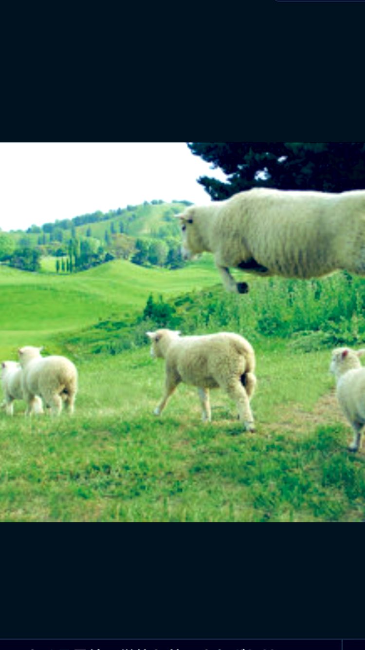 メリノ種 Twitter Search Twitter