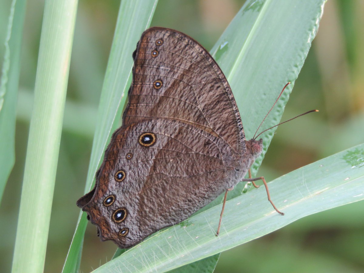 Anthony Walton's Nature Photography tweet media