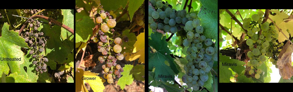 HortApplication's tweet photo. They say a picture tells a thousand words #PowderyMildew trial site at Lenswood SA, the Untreated versus "industry standard" and the Syngenta #PowderyMildewProgram built around #ThiovitJet #Topas and #Miravis @AgXtra @SyngentaANZ https://t.co/ftjQo7twh5