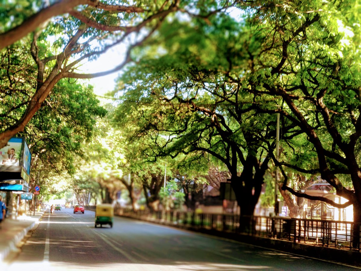 vijayvruksha's tweet photo. #Elevatedcorridor #Treecount..started.
check the tree canopy #unbelievable they are taking line in there.
#Savetrees
#SaveBengaluru
@CMofKarnataka @DrParameshwara @rajeev_mp @WFRising @sureshnr https://t.co/TCgEsv4rNr