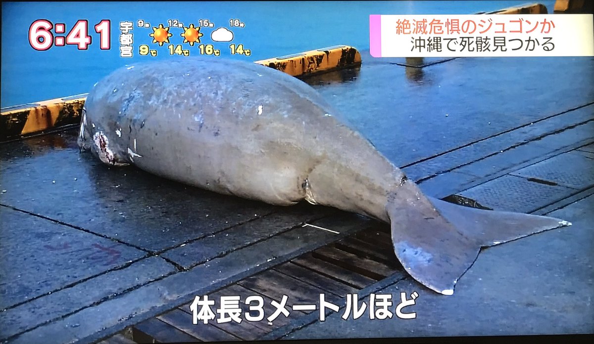 辺野古とは反対側 絶滅危惧のジュゴンか 1頭死んだ状態で見つかる とnhkニュース 因果関係はゼロと言えないかもしれないけど 全く別の可能性もあるし冷静の判断が求められるかと とネットユーザの声 2ページ目 Togetter 辺野古とは反対側 絶滅危惧のジュゴンか 1頭死んだ状態で見つかる とnhkニュース 因果関係はゼロと言えないかもしれないけど 全く別の可能性もあるし冷静の判断が求められるかと とネットユーザの声 2ページ目 Togetter