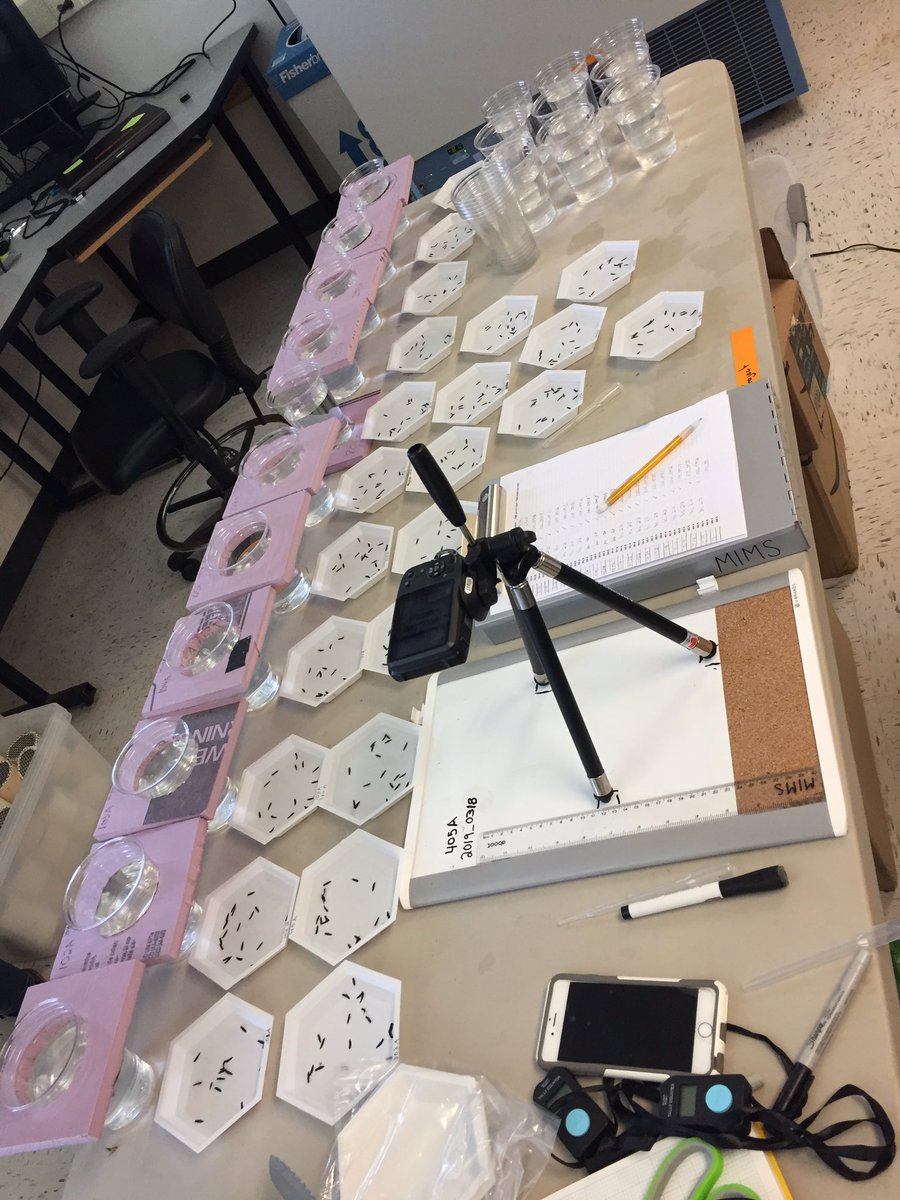 ElizabethShadl4's tweet photo. What a successful day, over 1,000 individual tadpoles counted and eagerly waiting to be added into my ponds! #VTscience #Mimslab https://t.co/VOYB2DVlIl