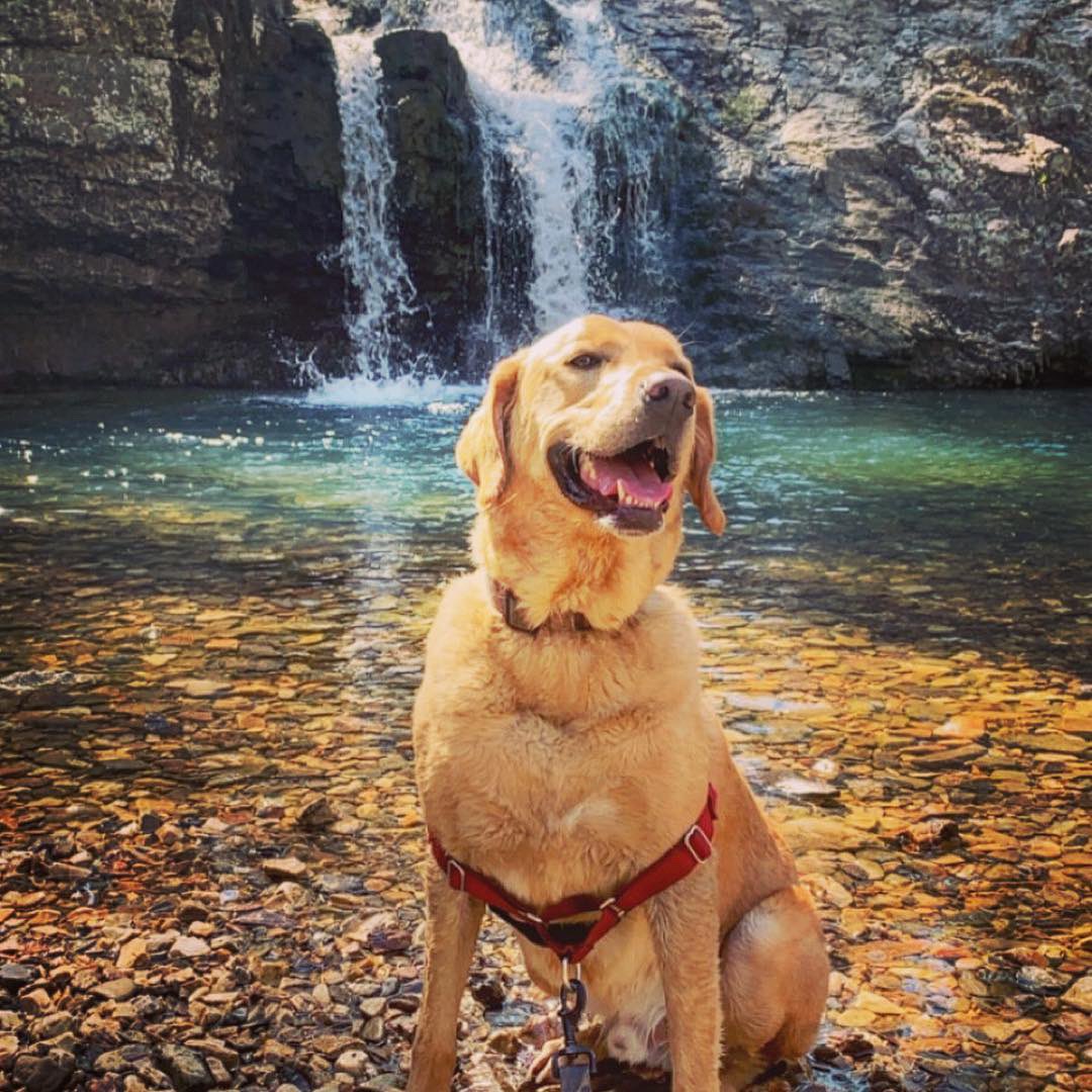 Cait6195Wilson's tweet photo. I could spoil you like I spoil my dog but I don’t like you as much as my dog. https://t.co/e2ffNRBm6y