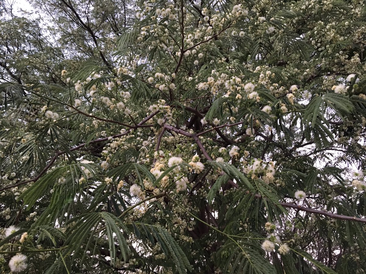 Ranjeet Kate tweet media