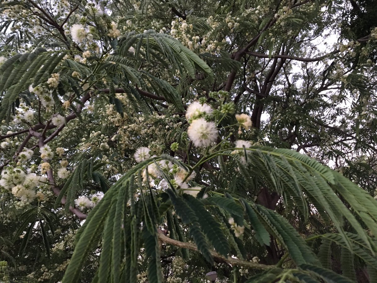 Ranjeet Kate tweet media