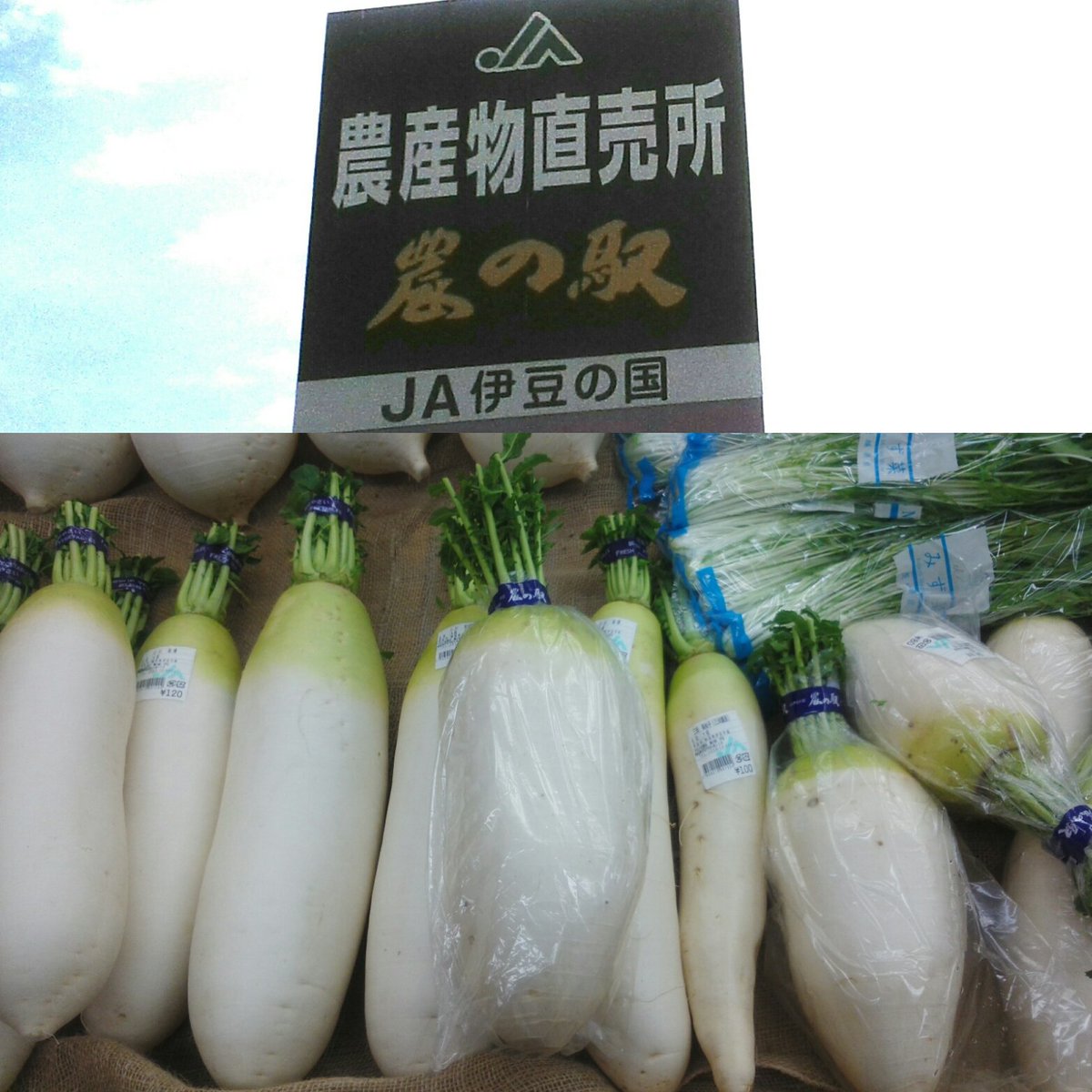 daikonjiisan's tweet photo. ◆
ダ ど 儂
イ っ 姿 が
コ 寸 し 大 が お
ン 胴 り 根 同 る
爺 じ 体 じ じ
さ ゃ 型 ゃ
ん
#ダイコン爺さん
心 #伊豆 #大根 #農の駅
の #fmiz #fm #radio #静岡
川 #マダムのLoveIsHome #野菜
柳 #農家 #直売 #修善寺 #川柳 https://t.co/wqs67QU3bd