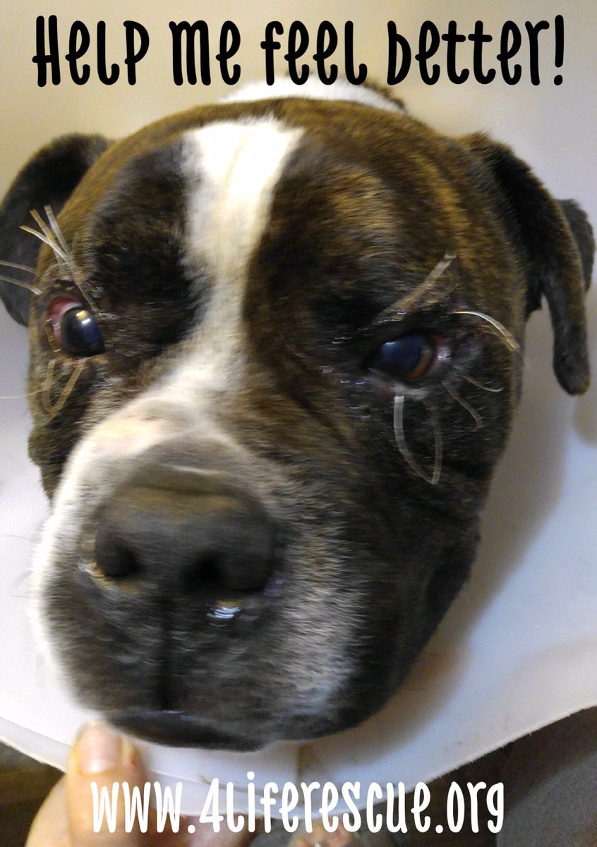 4LifeRescue tweet media