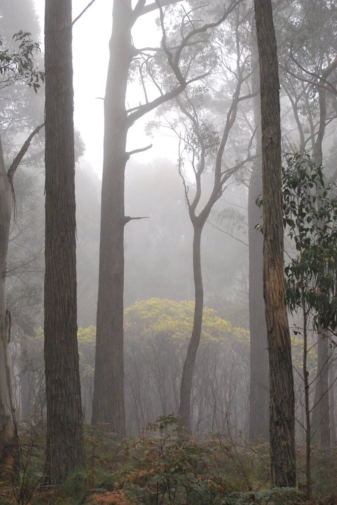 itsnotfairman's tweet photo. @adaptive_plant @pveski @Forest_Sue @EucalyptAus Pfft! Picking regnans for #EucalyptOfTheYear is like saying The Beatles are your favourite band - a valid opinion, but BORING! Vote Outside The Box (or Ash) - Vote Messmate! @ozdendro is with me! #shotsfired #teammessmate #MessmateVsMountainTrash https://t.co/FNwNsEJf8P