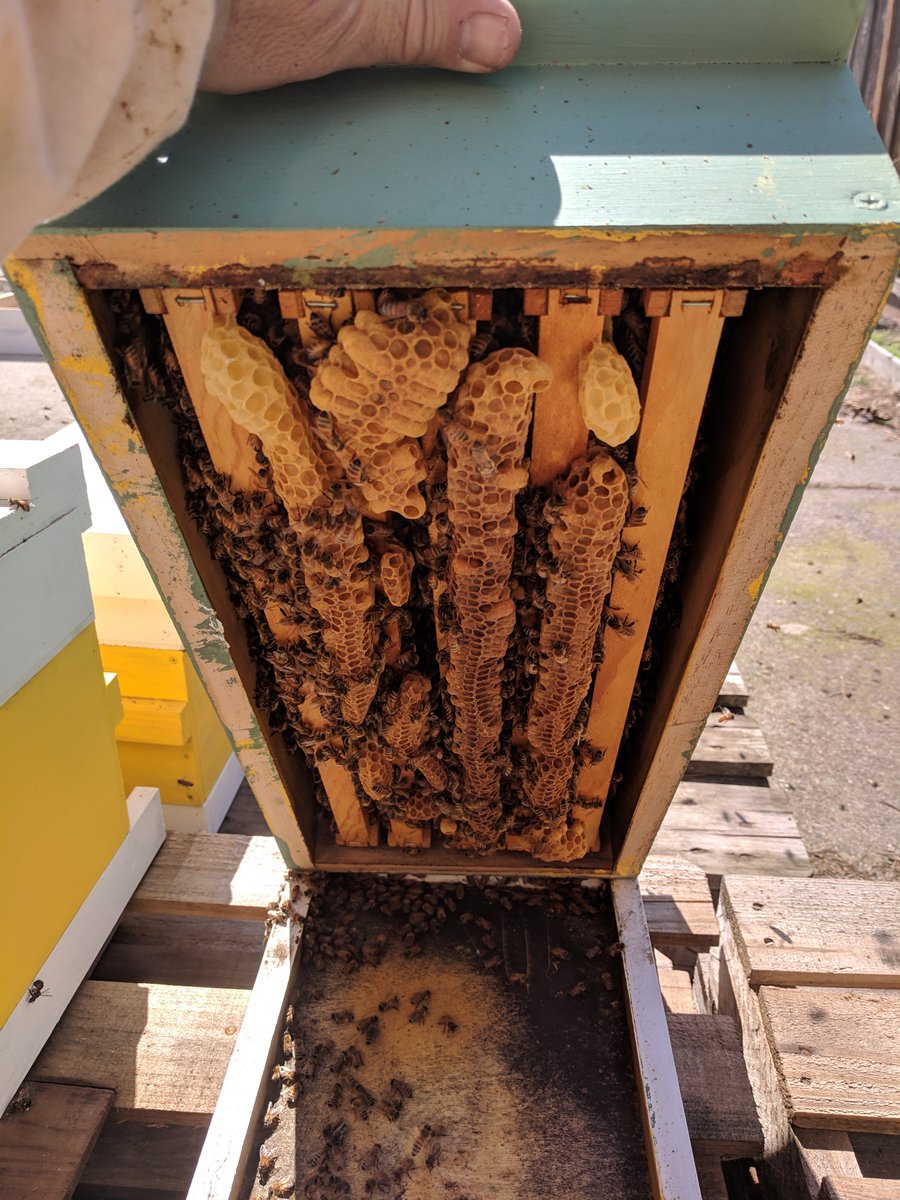 AtTheBeeCompany's tweet photo. It's that time of year!  The #bees are building nicely as #spring is in full swing! 🐝🐝🐝 #beekeeper #BEEKEEPING #pollinators #backyard #gardening #savethebees #honeybee #BeeHive #beehives #California #Garden https://t.co/f7h3X1RaAw