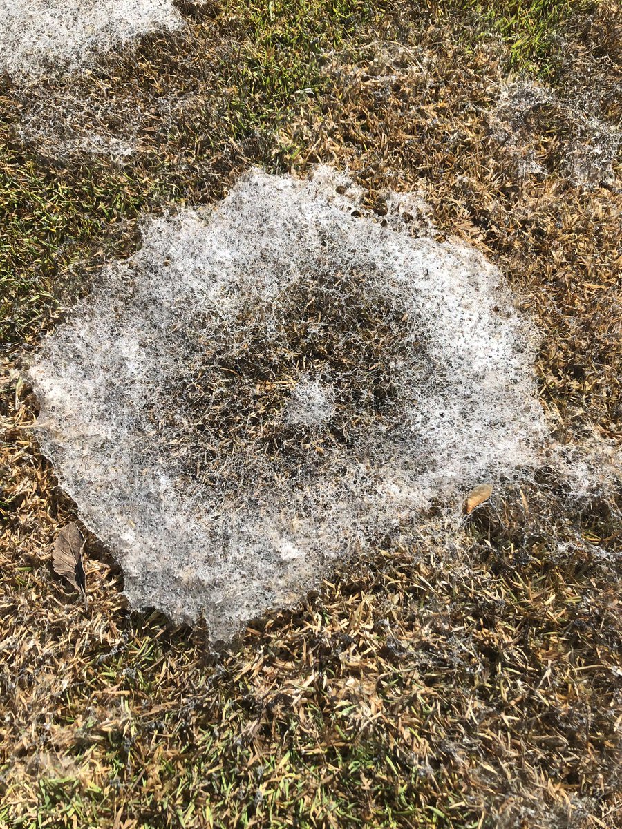 LeiserJa's tweet image. Must be a Monday when you see this much mycelium.......on the flip side the snow is melting!......a little. #MTGA #SimplotPartners @SimplotPartners #nowthatsacheckplot