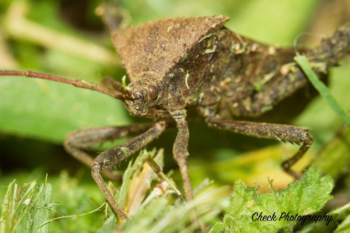 CheckPhotograph's tweet photo. Happy Monday Bugday! #checkphotography #mondaybugday #monday #canon #macro #macrophotography #macrophoto #macrobellows #nature #naturephotography #insect #outside #insects #bug #bugs #beautiful #assassin #grass #mow #critter #work #Winter almost #Spring https://t.co/ntGfh01jRq