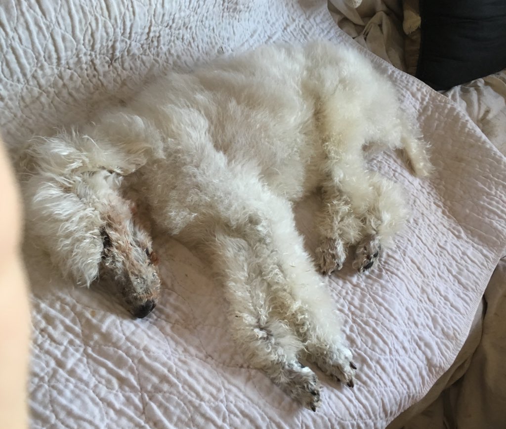 ElliottThePoodle🐩 tweet media