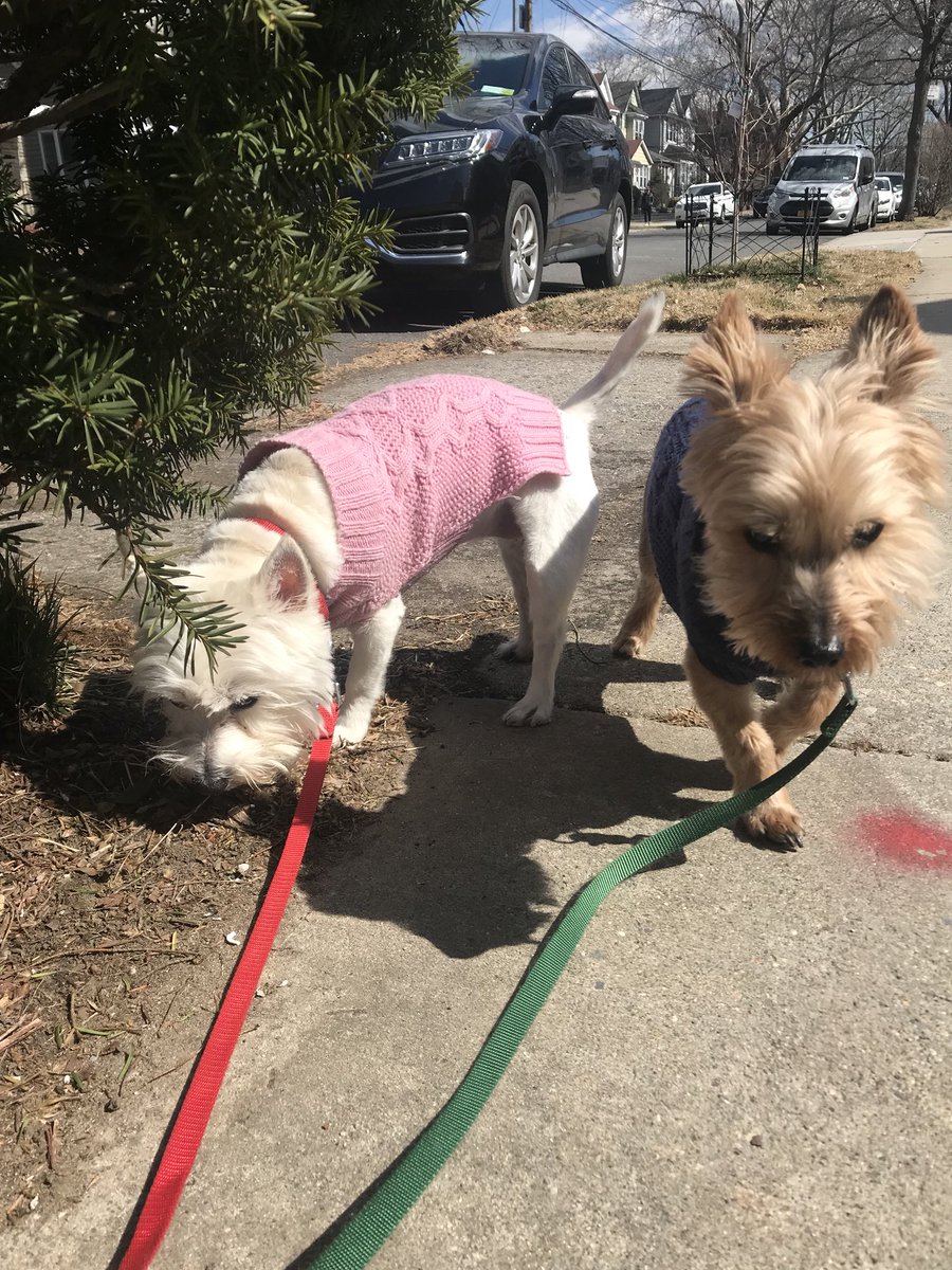 pandcpetcare's tweet photo. So many trees, and they’re all OURS!!!! #dogs #yorkie #adamo #allthetrees #trees #smellysmells #dogstagram #doggies #dogstagraming #dogsofinstaworld #dogwalks #dogwalksofinstagram #preciousandcompany #pupsoftwitter #dogsoftwitter https://t.co/KRrto8ZOfS