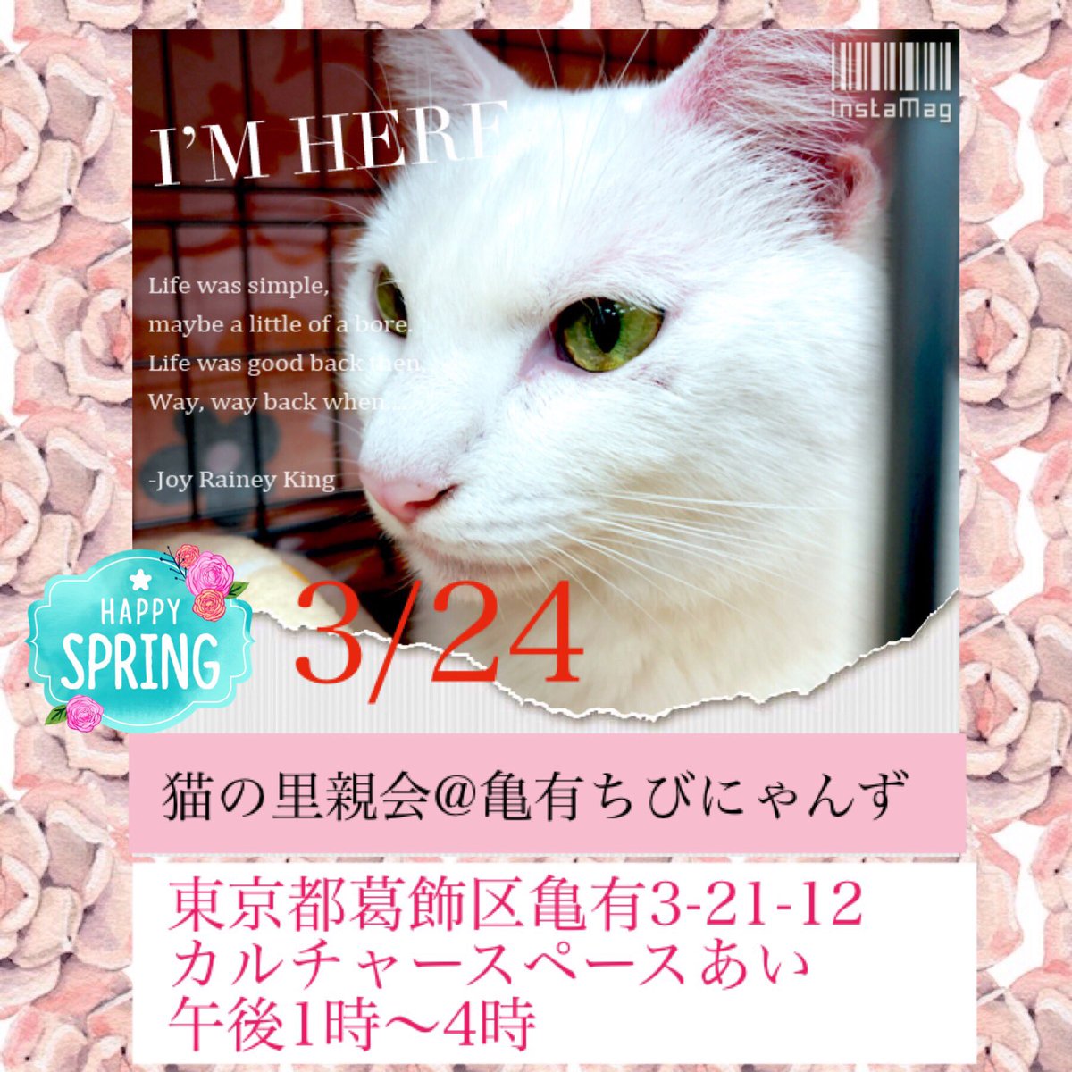 猫の里親をさがす会 猫の里親会のお知らせ 3月24日 日曜日 午後1時 4時 東京都葛飾区亀有3 21 12 カルチャースペースあい 室内開催 お待ちしてます 猫里親募集 猫の里親をさがす会 葛飾区 足立区 江戸川区 東京都 千葉県 埼玉県 T Co