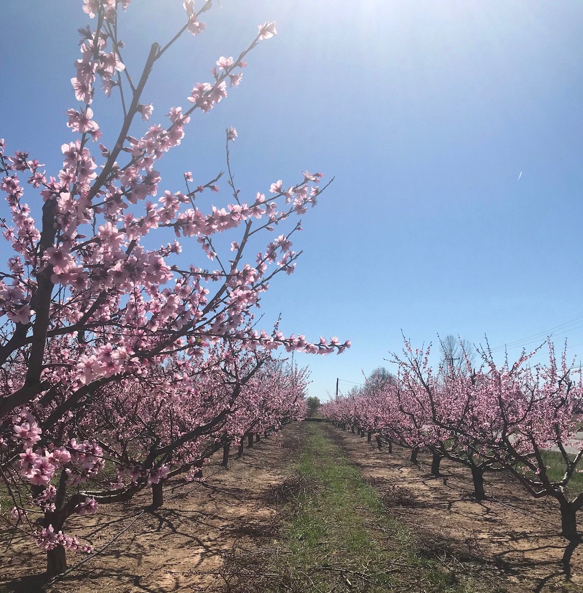 dougraynes's tweet photo. Love living right smack in the middle of SC peach country and NC apple country! God is so good! #scpeaches https://t.co/wi2M6PKtLG