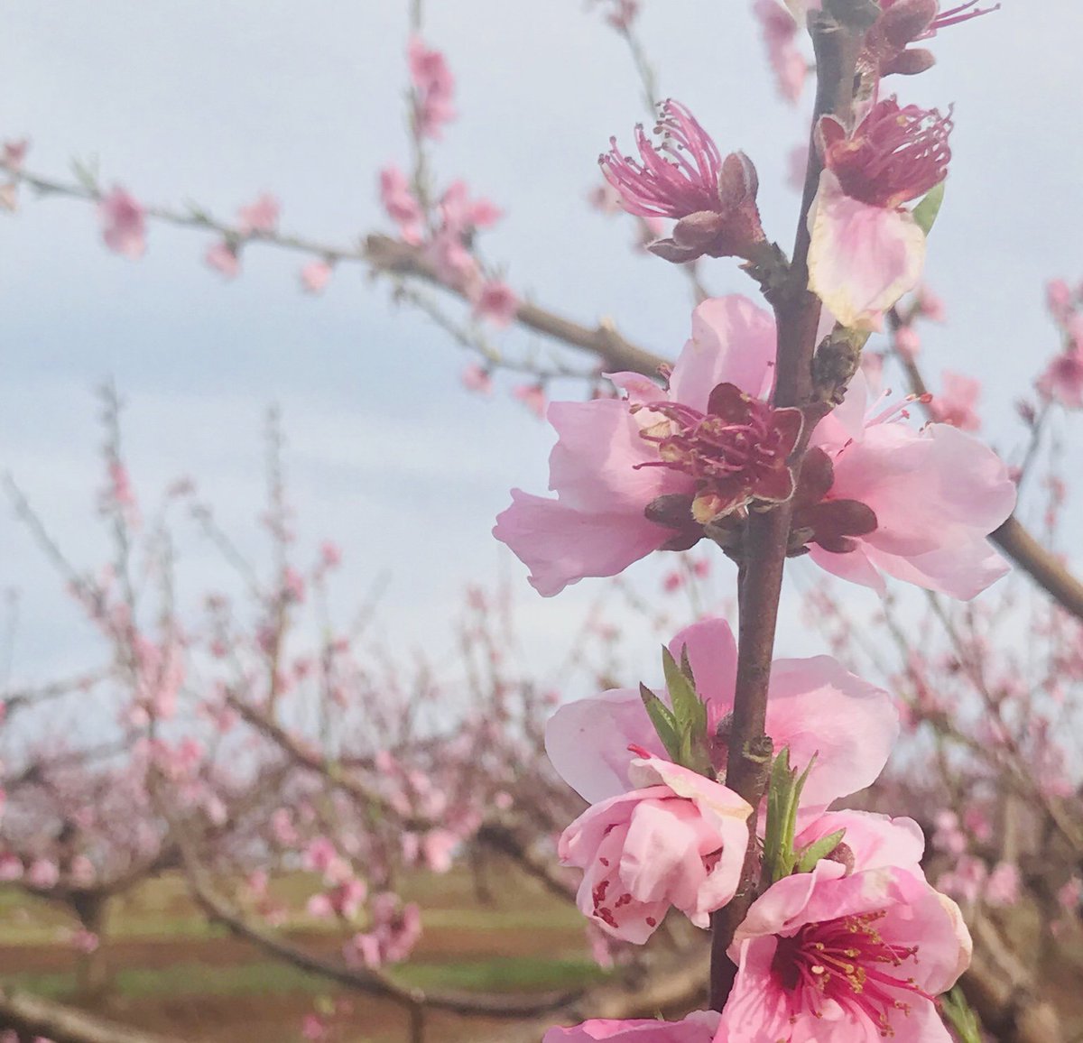 dougraynes's tweet photo. Love living right smack in the middle of SC peach country and NC apple country! God is so good! #scpeaches https://t.co/wi2M6PKtLG