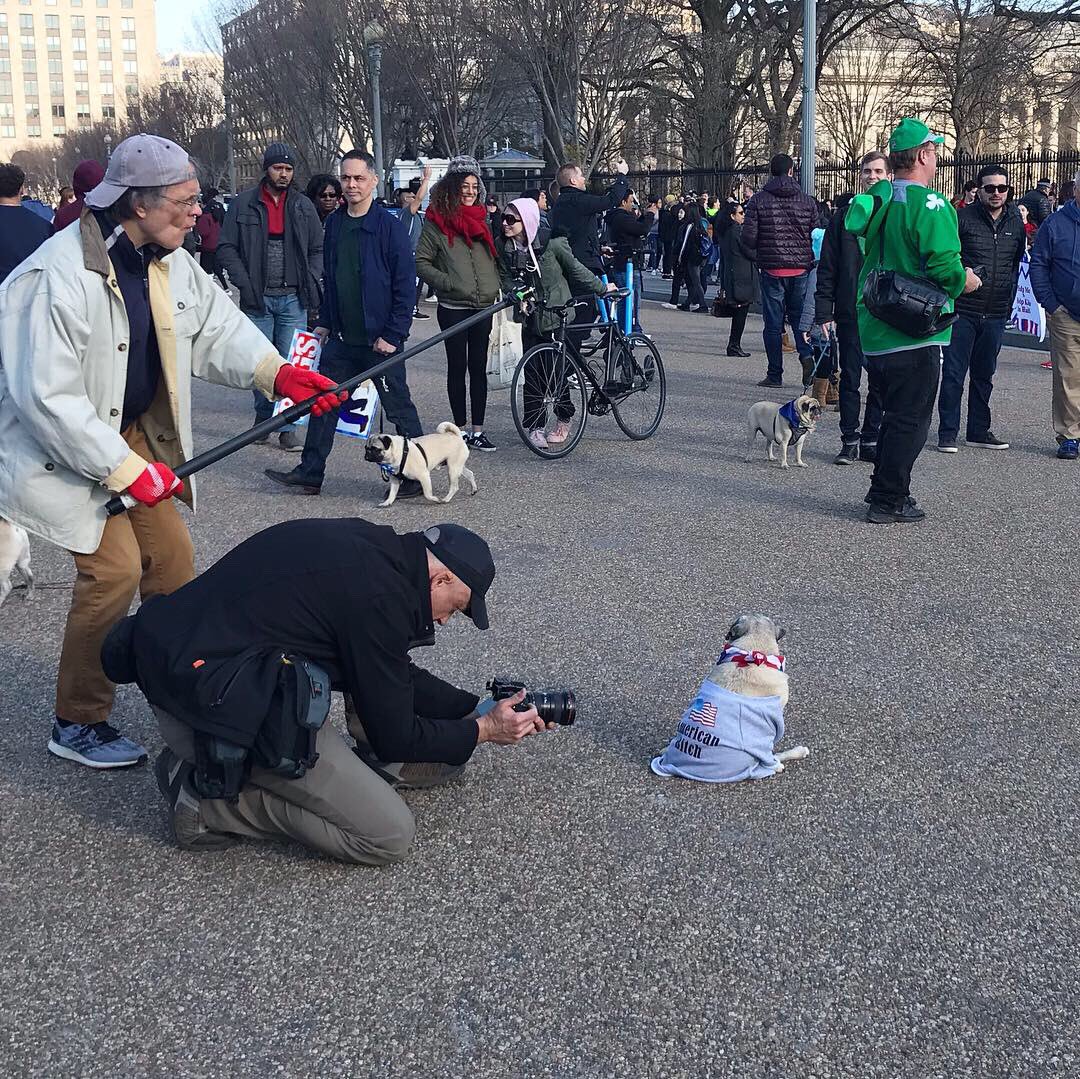 LadyPuggington's tweet photo. Working all my squishy pug angles for my closeup in front of the White House 📸

Score more behind the scenes footage on Instagram: https://t.co/4crkQBGK0P https://t.co/134pD9jJns