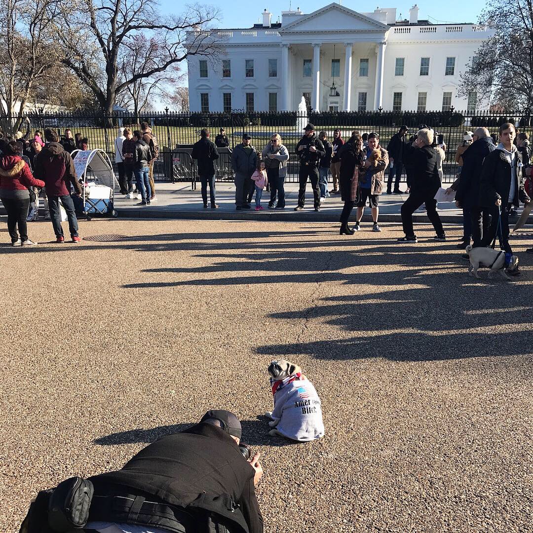 LadyPuggington's tweet photo. Working all my squishy pug angles for my closeup in front of the White House 📸

Score more behind the scenes footage on Instagram: https://t.co/4crkQBGK0P https://t.co/134pD9jJns