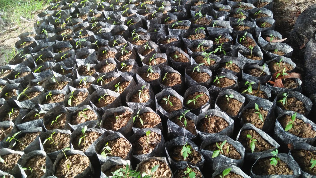 muktiwi354's tweet photo. Penghijauan cari oksigen sambil Cari Uang  
#agpearthHour
#connect2earth
#earthhour2019
#earthhour
#agpeduli 
#changeclimatechange https://t.co/ECQBwQ30Vj