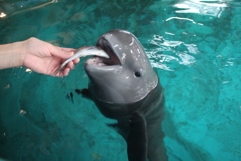 Hit 広島県観光連盟 公式 スナメリ赤ちゃんの名前募集 みやじマリン 宮島水族館 T Co 2ohnso43bp T Co Ldycbg9foo Twitter