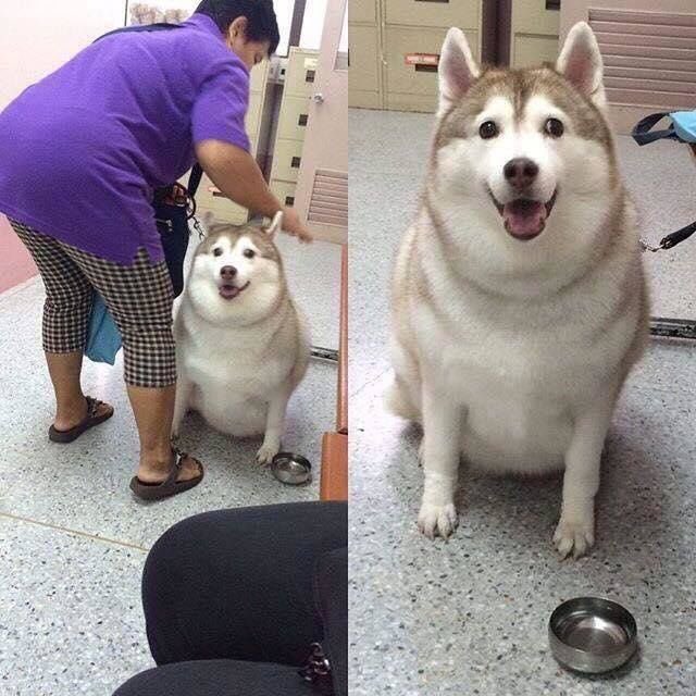 archangelicpups's tweet photo. he’s not fat karen. he’s just a little HUSKY https://t.co/kieY0y5IcV