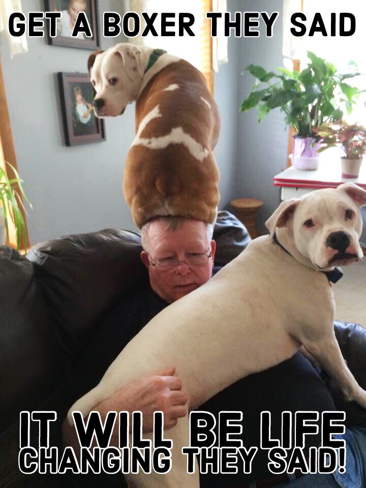 life_boxer's tweet photo. #WordsOfWisdom #LovedByABoxer @boxerbond @Boxers_Buddies @OwnedByaBoxer @BoxerWorld @flaboxerrescue @HavenBoxer #BoxerHavenRescue #PuppyLove @savetheboxers @mustluvboxers @Adopt_A_Boxer #BoxerMom #LifeLessons #TheyCallItLove #Truths @UKBoxersNews @boxerdogrescue #NeverADullMoment https://t.co/HopxQBKeHX