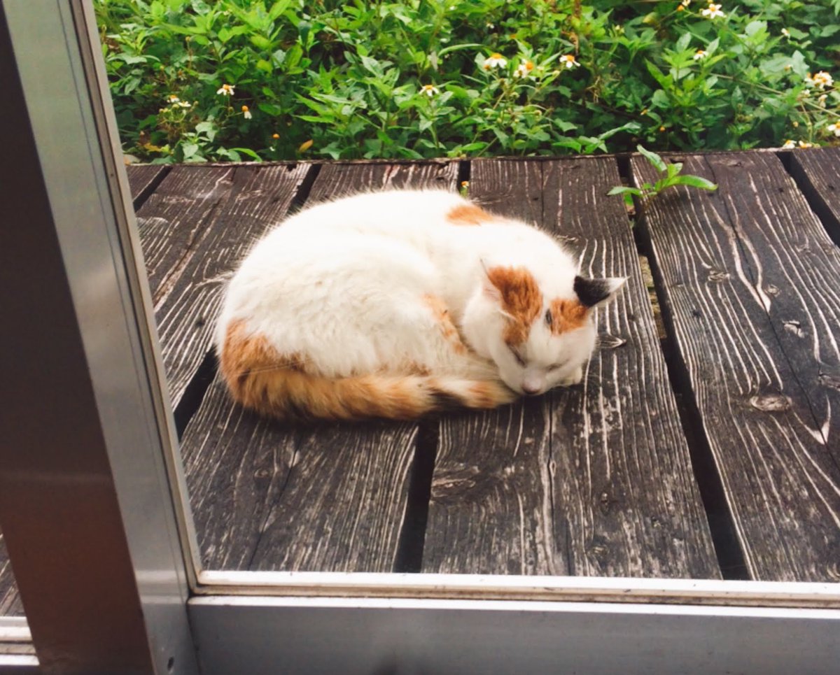 ん猫ちゃん猫ちゃん