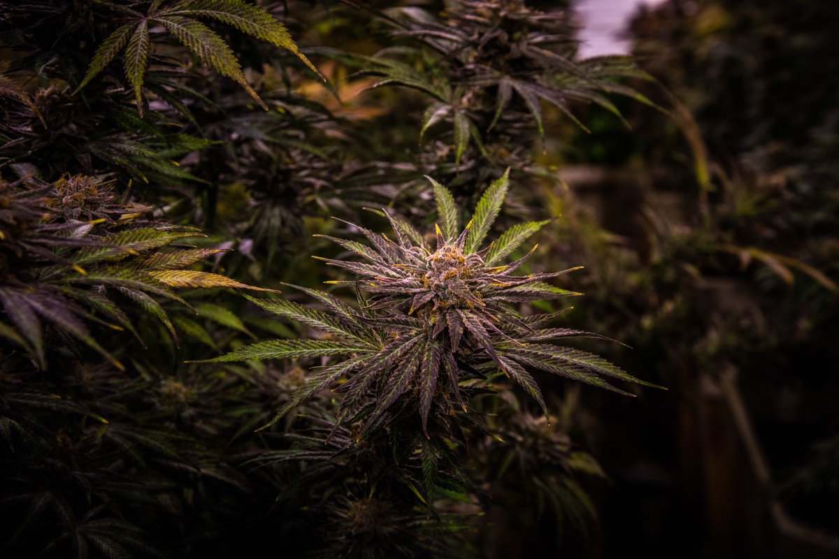 LaderaFarmsWa's tweet photo. The UW Purp is such a mood🖤🖤🙌
Our newest batch is now available! Haven’t seen us in your store? Make sure to tell your bud-tenders about Us😉
.
#ladera #laderafarms #cannabiscommunity #i502 #uwpurple #indica #washingtonweed #hamdtrimmed #livesoil https://t.co/vc9A1wpEjL